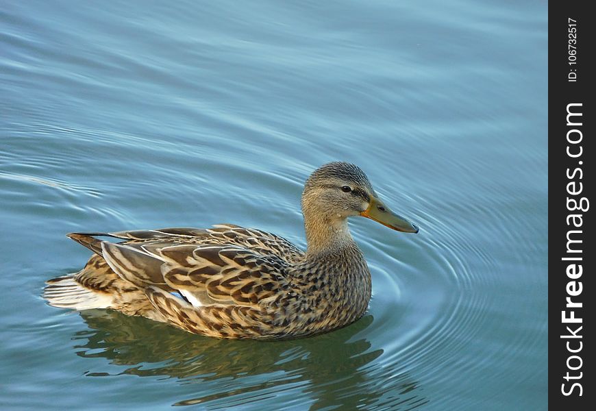 Bird, Duck, Mallard, Water Bird