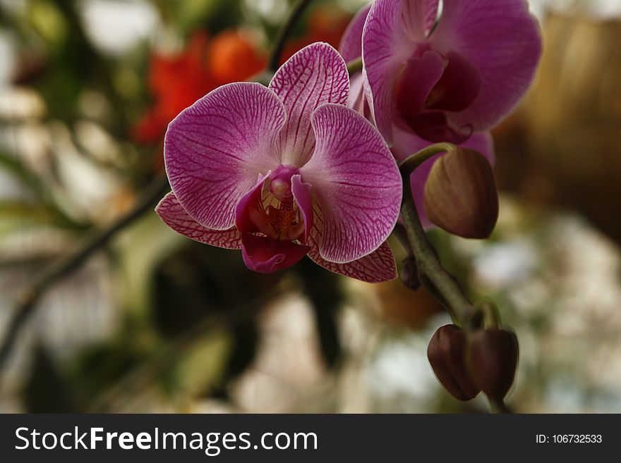 Flower, Plant, Flora, Flowering Plant