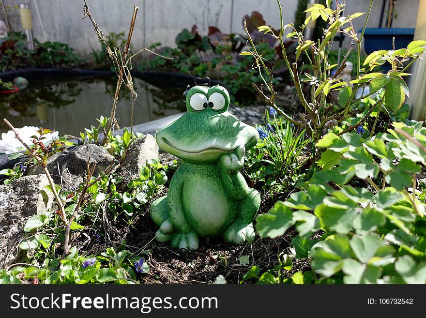 Frog, Amphibian, Toad, Plant