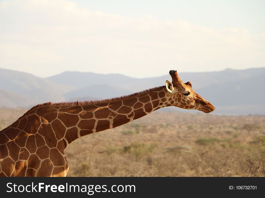 Giraffe, Wildlife, Terrestrial Animal, Fauna
