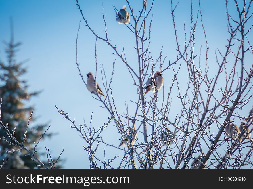 Waxwings On Winter Tree