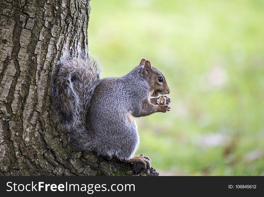 Grey Squirrel Sciurus Carolinensis