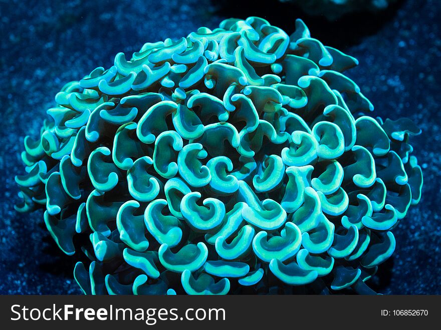 Gold Hammer Euphyllia Coral Underwater