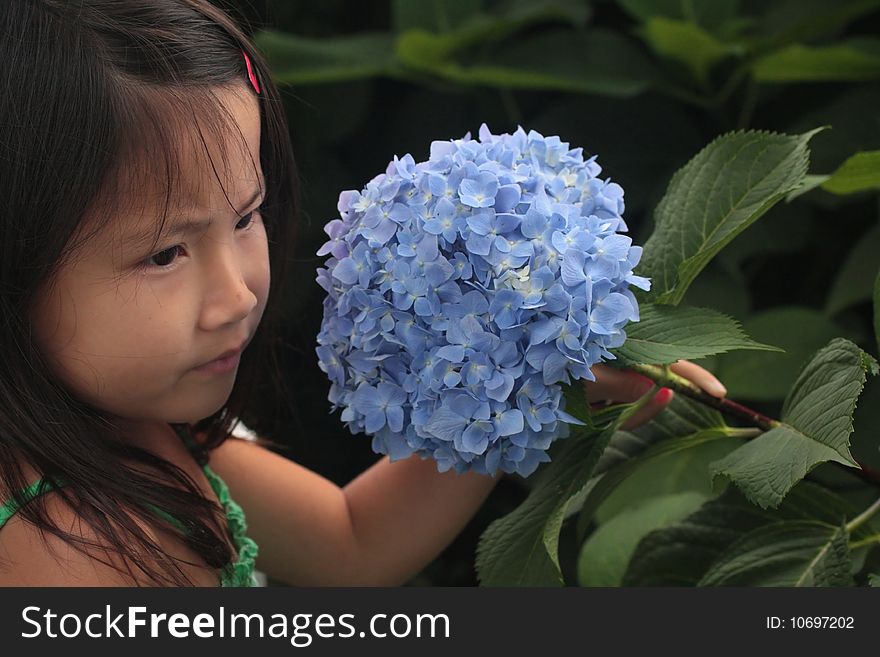 Little cute asian chinese girl holding a blue flower. Little cute asian chinese girl holding a blue flower