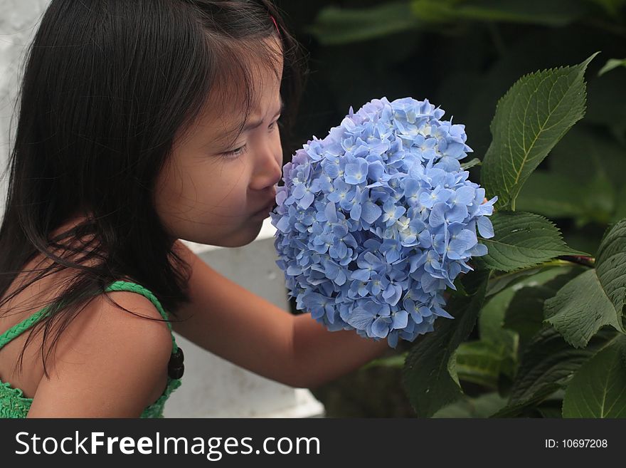 Little cute asian chinese girl holding a blue flower and smelling it. Little cute asian chinese girl holding a blue flower and smelling it.