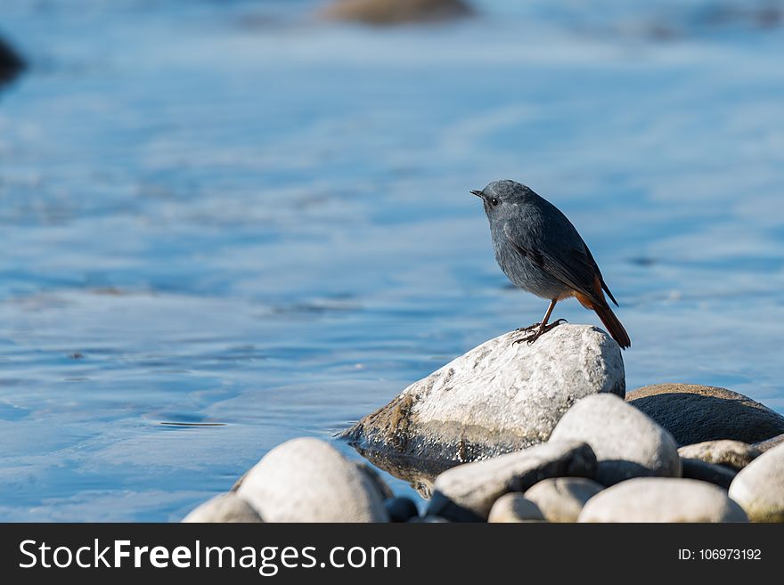 Plumbeous Water Redstart Standing