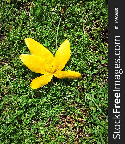 Green grass background and a yellow leaf lying flat on. Green grass background and a yellow leaf lying flat on