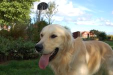 Golden Retriever Stock Image Golden Retriever Stock Image