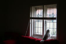 Dog S Window Royalty Free Stock Photo