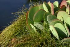 Succulent Close-up Stock Photo Succulent Close-up Stock Photo