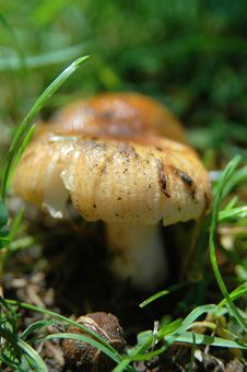 Mushroom On Grass Stock Photos