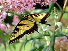 Swallowtail Butterfly On Purple Flower Stock Photos Swallowtail Butterfly On Purple Flower Stock Photos