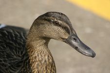 Female Mallard Stock Photography