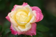 Hybrid Rose Royalty Free Stock Photo Hybrid Rose Royalty Free Stock Photo