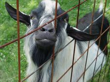 Goat Through Fence Royalty Free Stock Photo