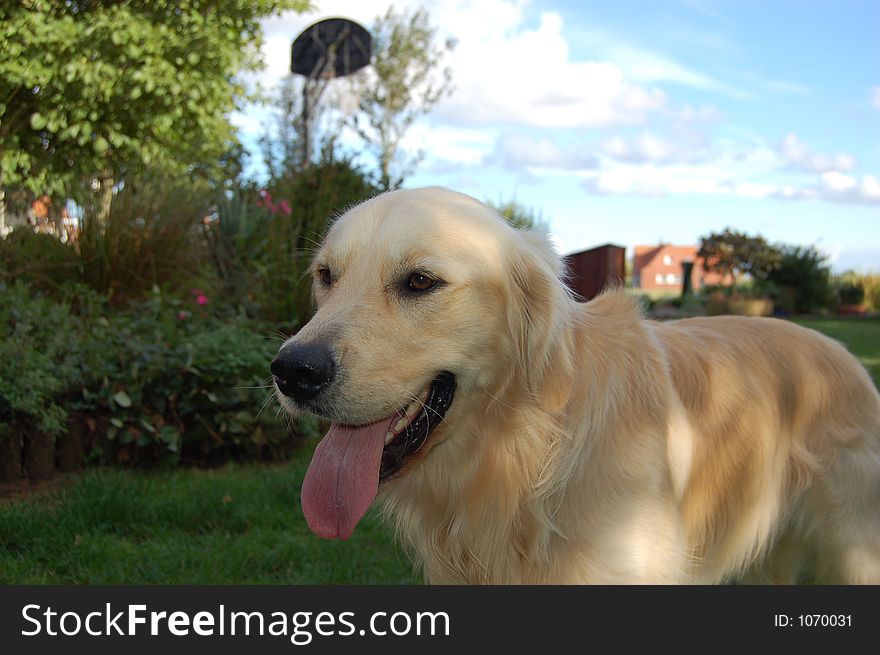 Golden retriever in sunny backyard