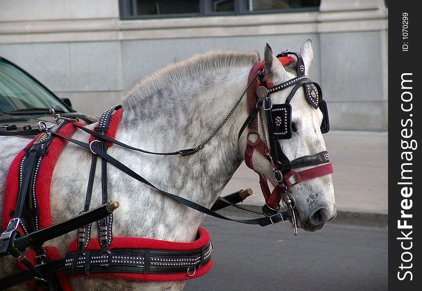 Portrait of a horse as it pulls a carriage through Boston Massachusetts