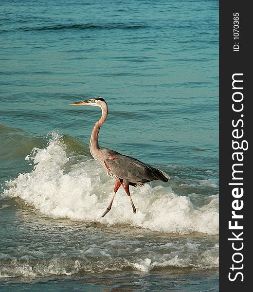 Heron On Beach