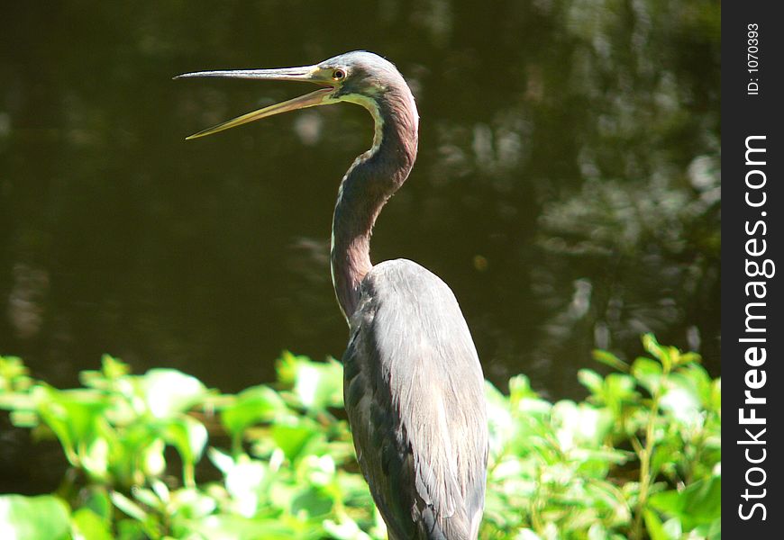 Water bird with beak open