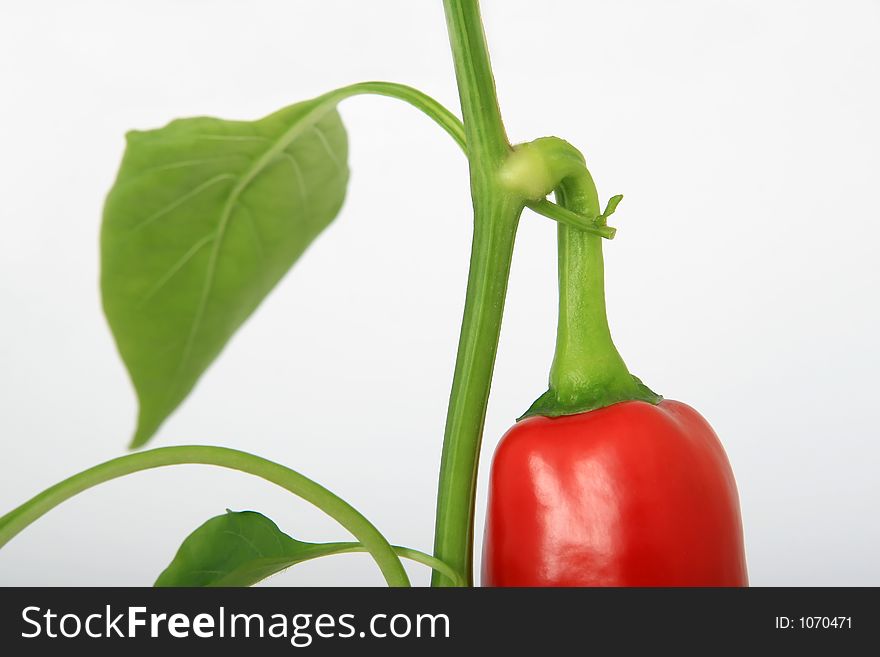 Healthy red banana pepper with stalk and green leaves, white, closeup, isolated, macro, close-up,. Healthy red banana pepper with stalk and green leaves, white, closeup, isolated, macro, close-up,