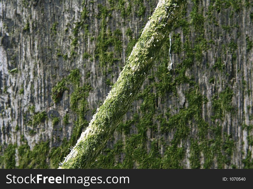 Boat rope covered in algae