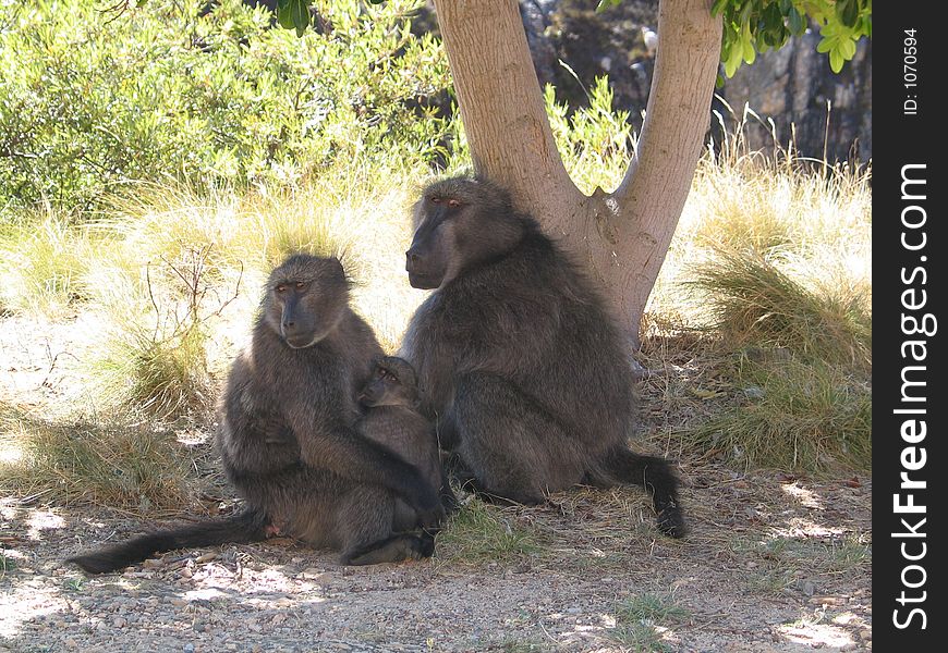 A family of primate monkeys gathers together under a tree. A family of primate monkeys gathers together under a tree