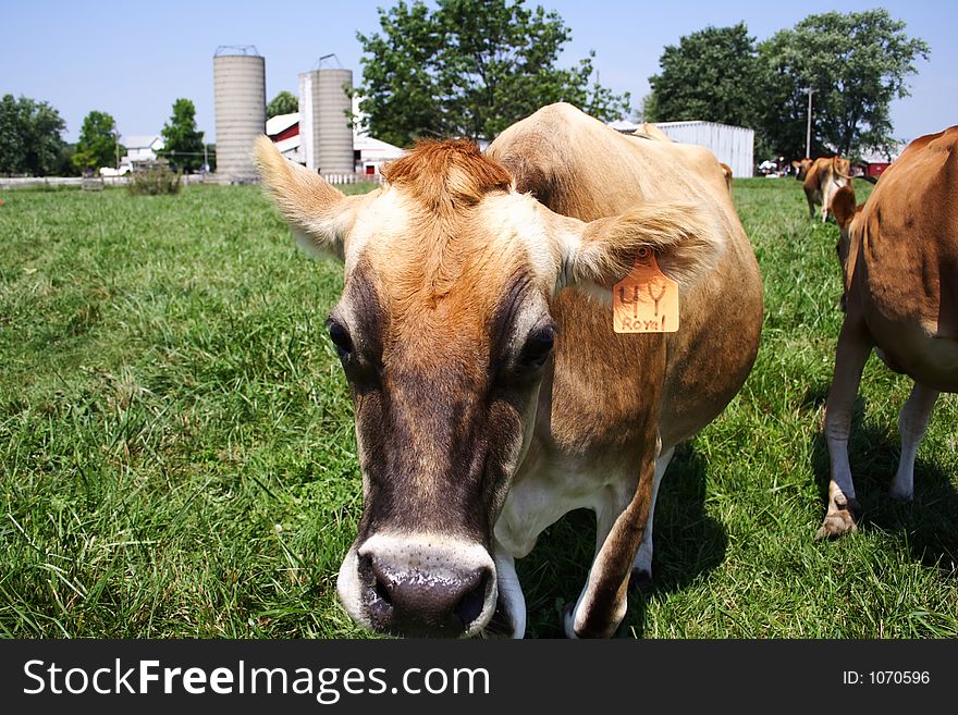 Jersey Cow Grazing