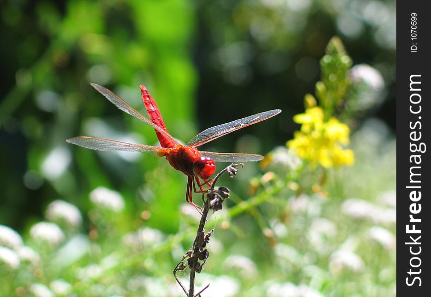 A red dragonfly resting