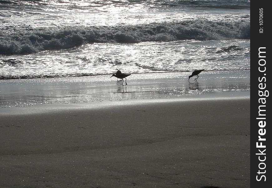 Seashore with waves and birds feeding. Seashore with waves and birds feeding