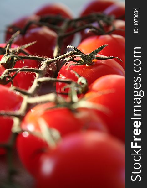 Cherry tomatoes in a branch. Cherry tomatoes in a branch