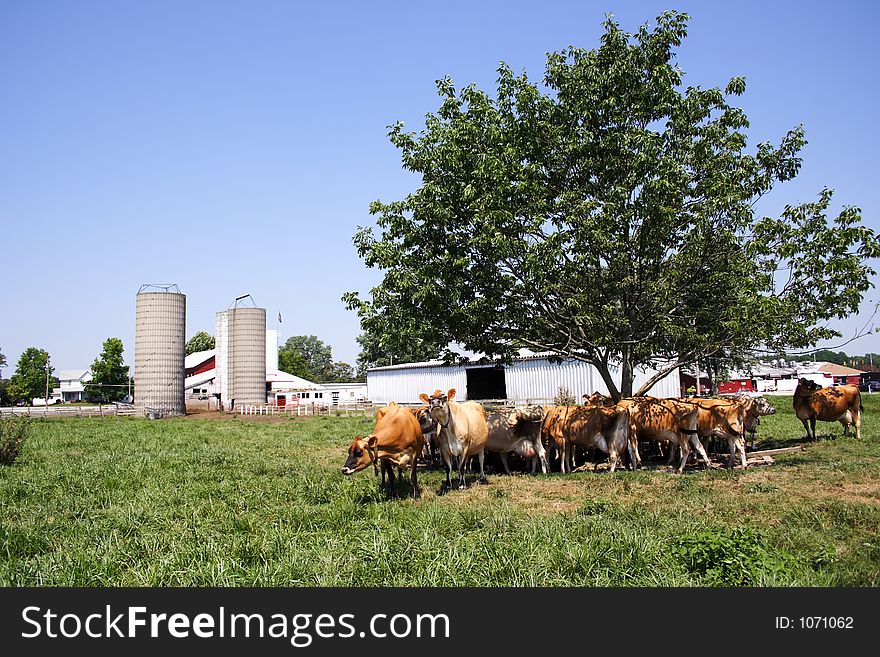 A herd of Jersey cows standing under a tree. A herd of Jersey cows standing under a tree