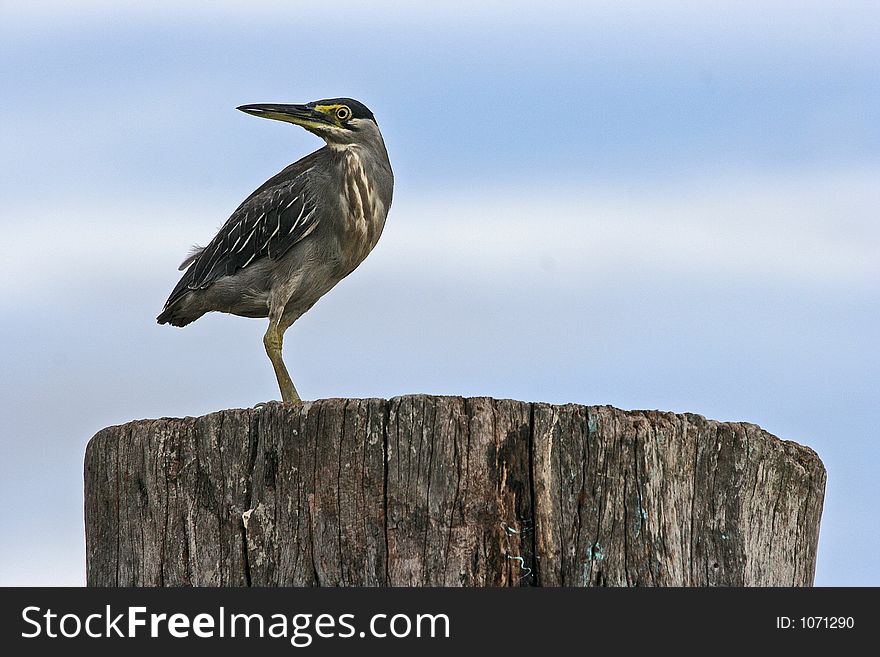 Heron bird.