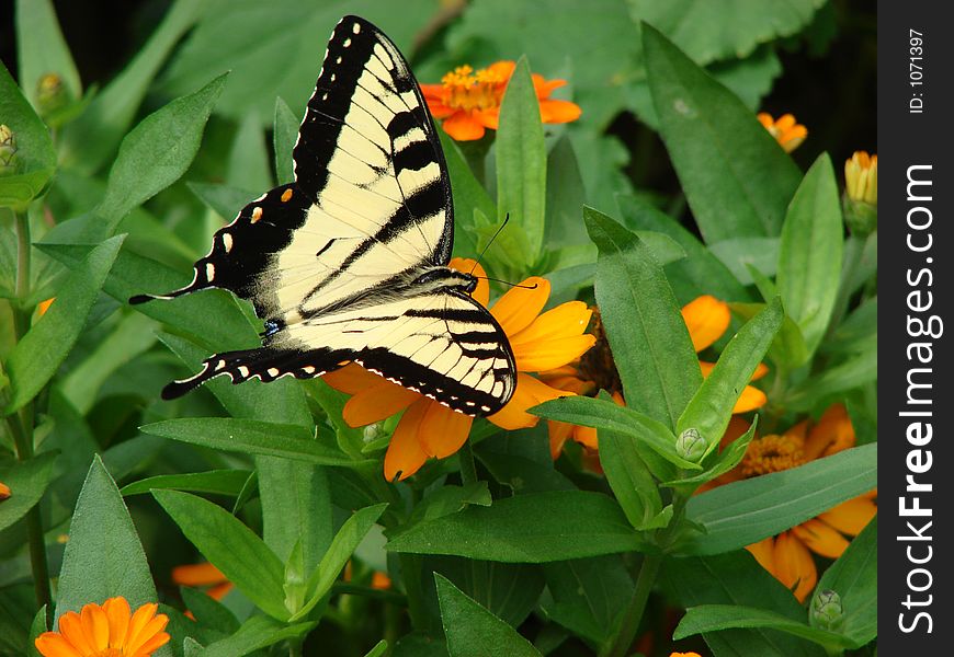 A large black and pale yellow butterfly with wings open, has landed on a bush of orange flowers and green leaves. A large black and pale yellow butterfly with wings open, has landed on a bush of orange flowers and green leaves.