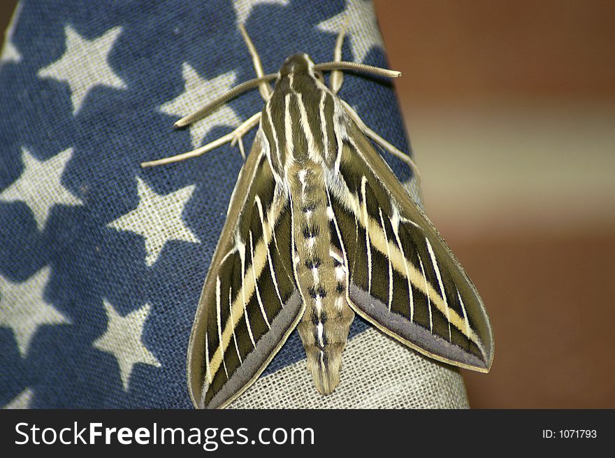 A unusual looking moth on the flag. A unusual looking moth on the flag