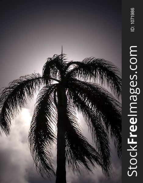 A beautiful Hawaiian Palm Tree silhouette with back lighting from the sun.
