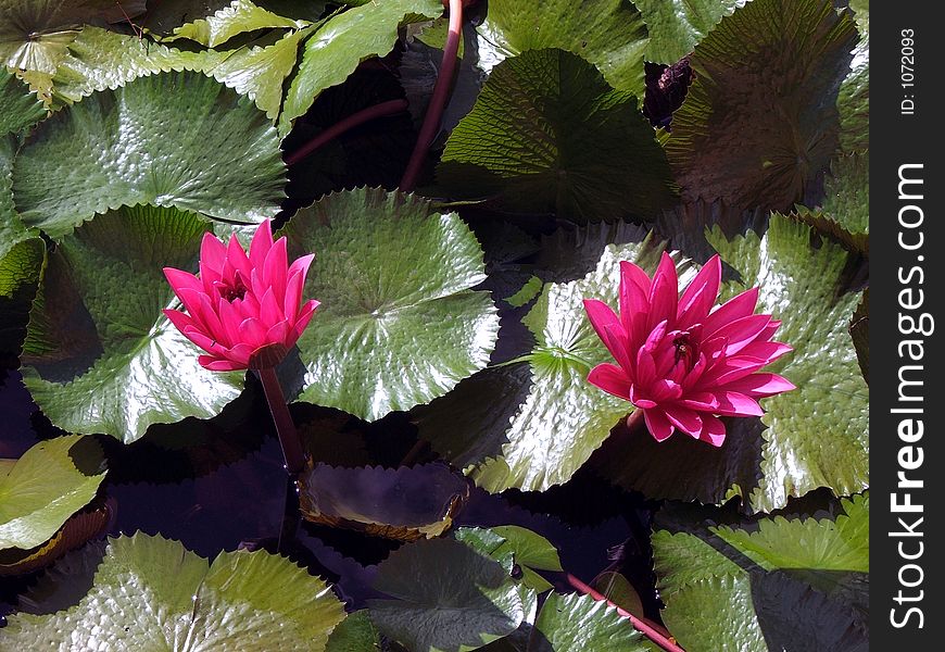 A pair of water lilies bask in the morning sun.