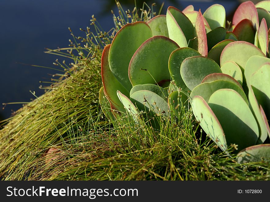 Succulent close-up with grass and water background