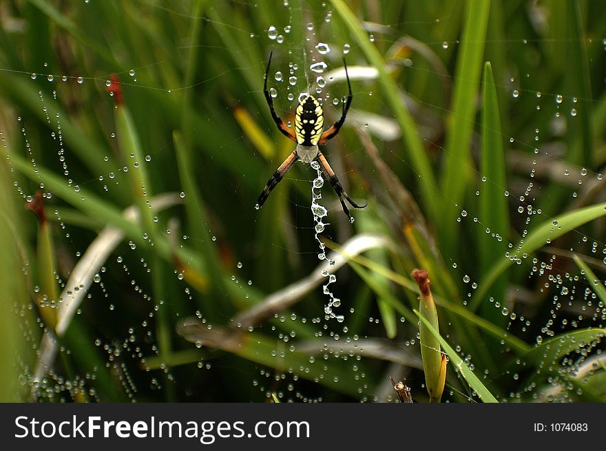 A spider on a wet web is waiting for a breakfast