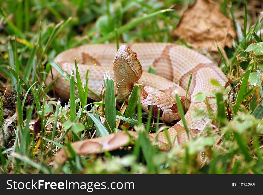 Brown snake on grass