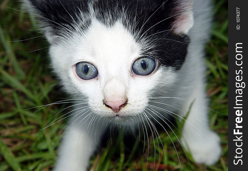 Baby cat with dirty nose and changing eye color. Was abandoned with mother cat and four other kittens. Baby cat with dirty nose and changing eye color. Was abandoned with mother cat and four other kittens.