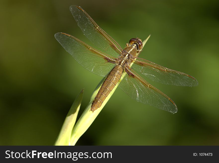 Brown dragonfly on plant stock