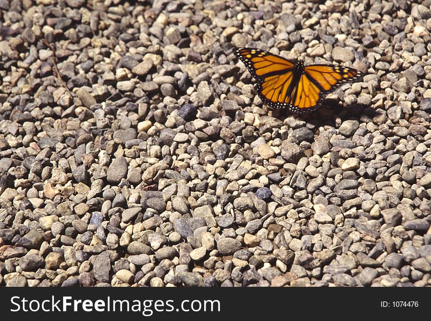 Monarch butterfly on pebbles