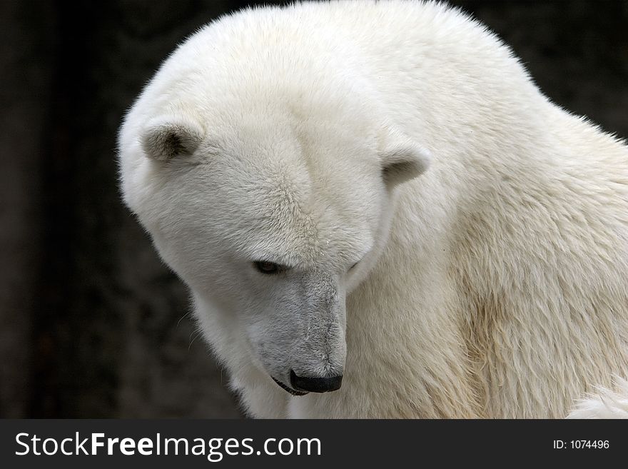 Polar bear looking down against black background