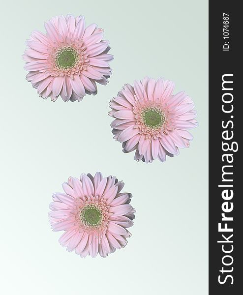 Overhead view of three pink daisy flowers in bloom, light background.