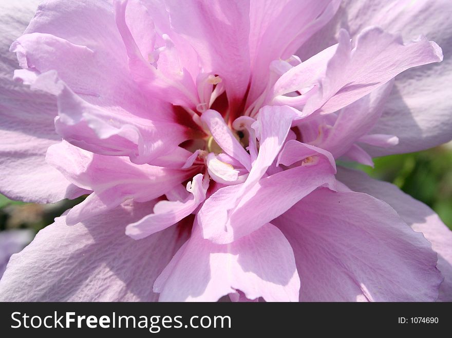 A beautiful pink/purple flower in the sunlight.