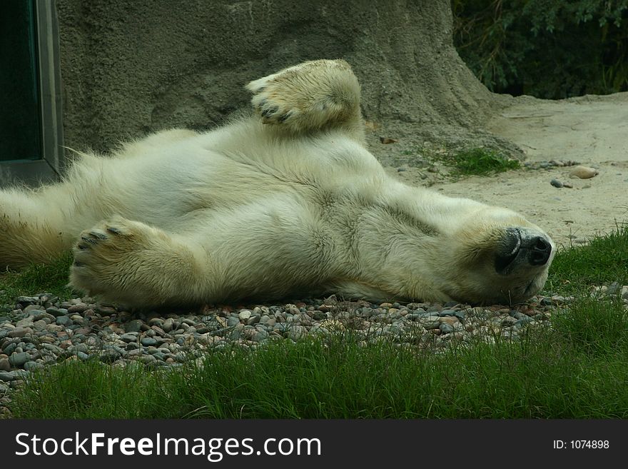 A polar bear rolling around on the ground. A polar bear rolling around on the ground.