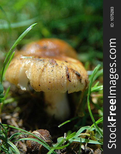 Mushroom On Grass