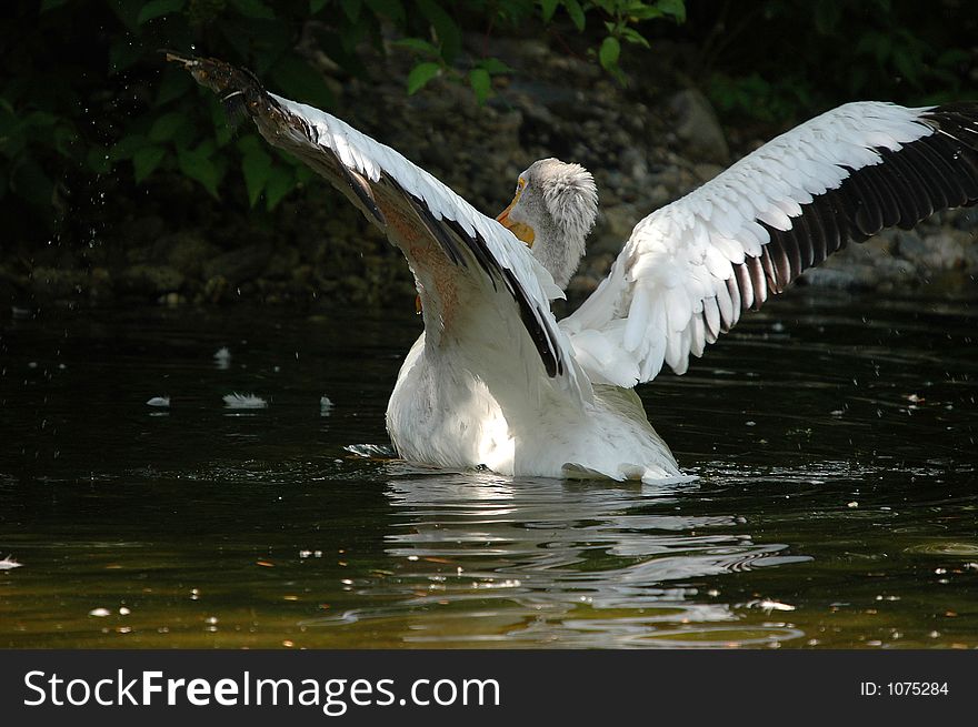 Landing of pelican close-up in sunny day. Landing of pelican close-up in sunny day