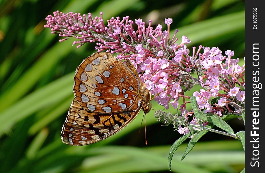 Copper butterfly upside down on butterfly bush. Copper butterfly upside down on butterfly bush