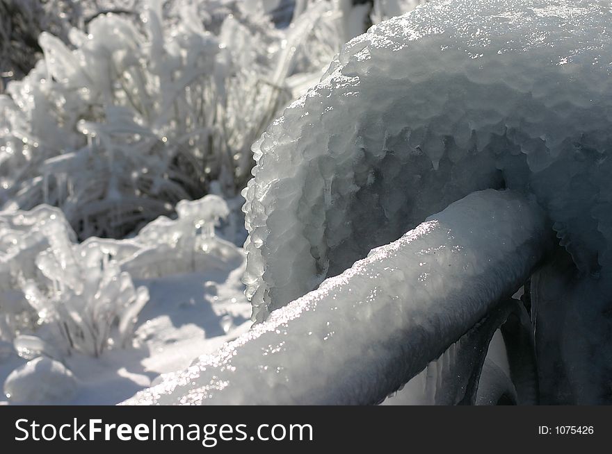 Frozen plants